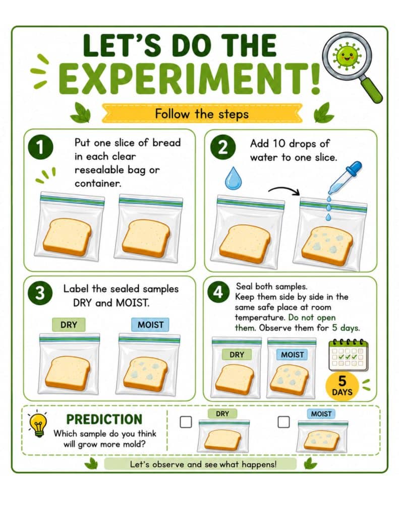 LolliArtDesigns Mold Growth Experiment downloadable science workbook product page.
