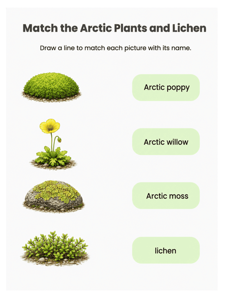 Arctic moss illustration for elementary science lessons
Arctic poppy growing in the tundra