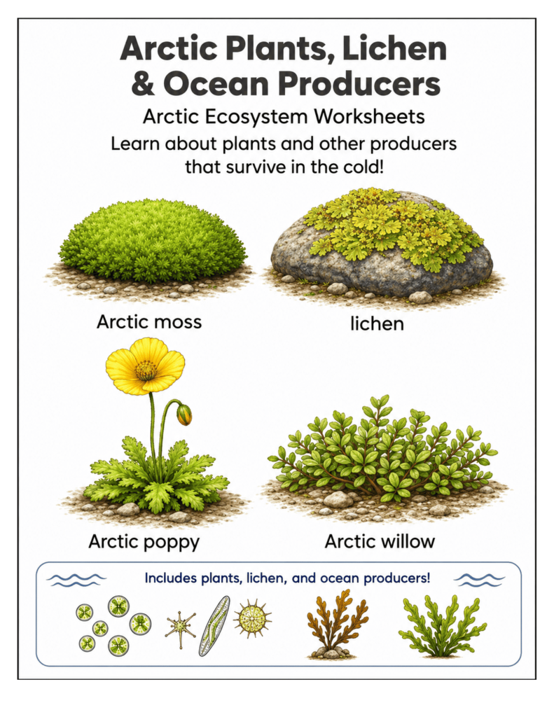Arctic moss illustration for elementary science lessons
Arctic poppy growing in the tundra