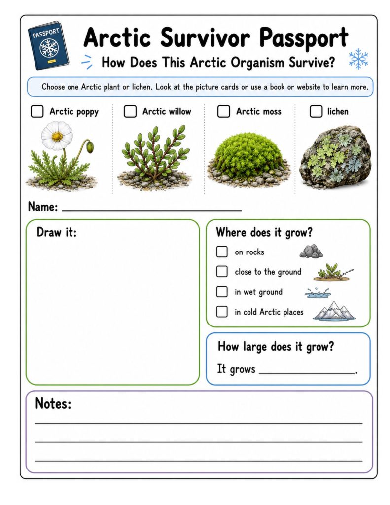 An educational worksheet for 2nd–3rd grade students titled "Arctic Survivor Passport: How Does This Arctic Organism Survive?" at the top next to a blue passport icon with snowflakes. The top section features a checkbox selection with illustrations of four Arctic organisms: Arctic poppy (white flower), Arctic willow (leafy branches), Arctic moss (green mound), and lichen (crusty green lichen on a rock). Below, a large blank box labeled "Draw it:" sits next to a "Where does it grow?" section with checkboxes and icons for "on rocks", "close to the ground", "in wet ground", and "in cold Arctic places". Below that is a prompt reading "How large does it grow? It grows _____." The bottom of the sheet contains a "Notes:" section with three lined rows for writing observations.