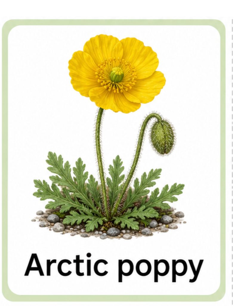 Arctic moss illustration for elementary science lessons
Arctic poppy growing in the tundra