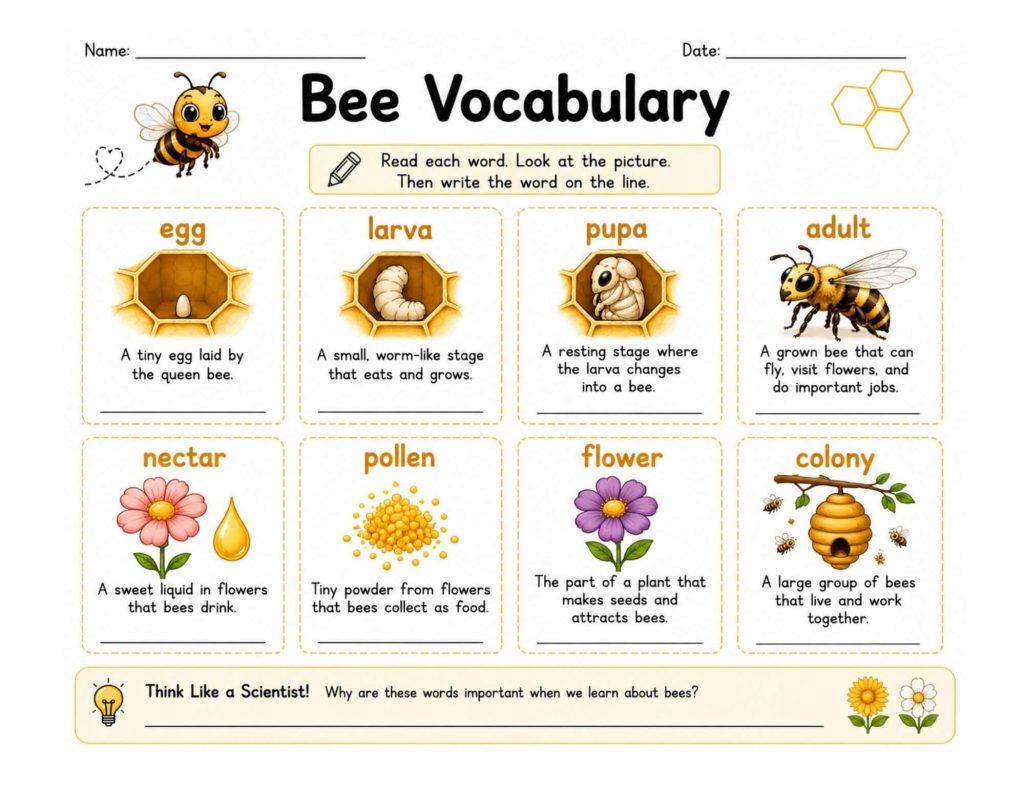 Bee vocabulary worksheet for elementary students featuring egg, larva, pupa, adult bee, nectar, pollen, flower, and colony with illustrated definitions and a science reflection question.