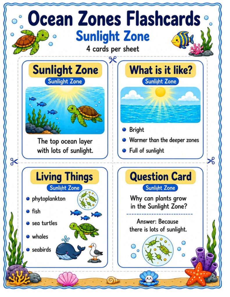Sunlight Zone science flashcards showing bright, warmer ocean water, phytoplankton, fish, sea turtles, whales, seabirds, and sunlight-dependent plant growth.
