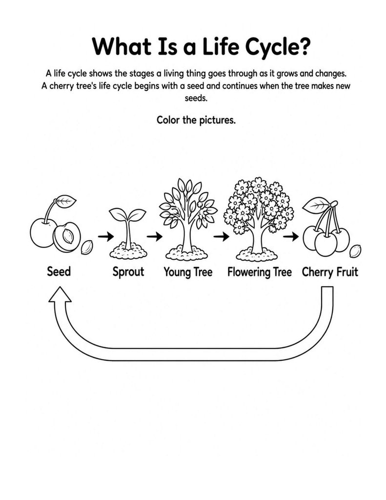 Cherry tree life cycle worksheet for kids showing seed, sprout, young tree, flowering tree, and cherry fruit