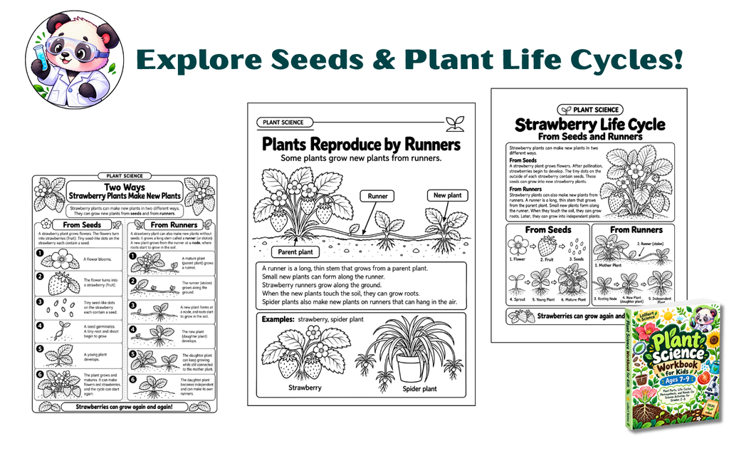 Plant Science Workbook for Kids Ages 7–9 featuring seed identification, potato life cycle, and lettuce life cycle worksheets, with illustrated learning activities and the colorful workbook cover.