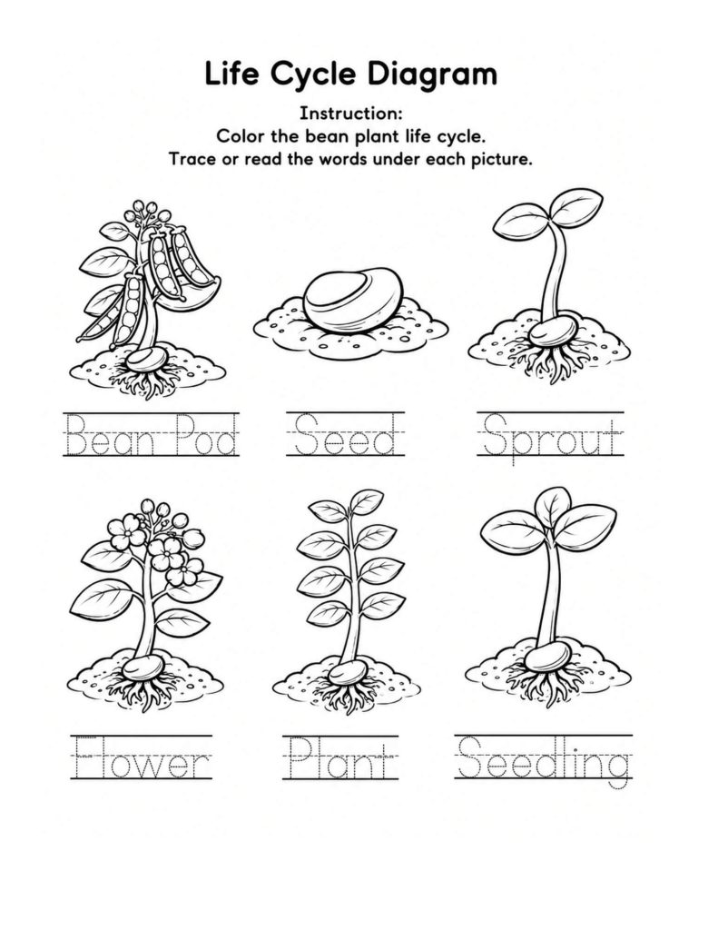 Bean plant life cycle tracing worksheet with seed, sprout, seedling, flower, plant, and bean pod vocabulary.