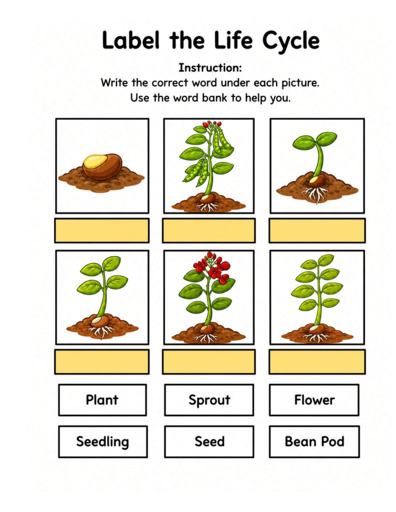 Label the bean plant life cycle worksheet with a word bank for second- and third-grade science.