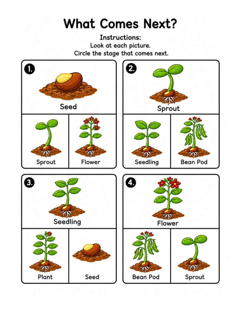 What Comes Next bean plant life cycle sequencing activity for students in Grades 2β3.
