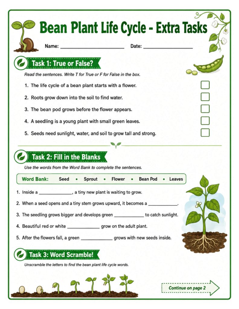 Bean plant life cycle comprehension worksheet with true-or-false and fill-in-the-blank questions.