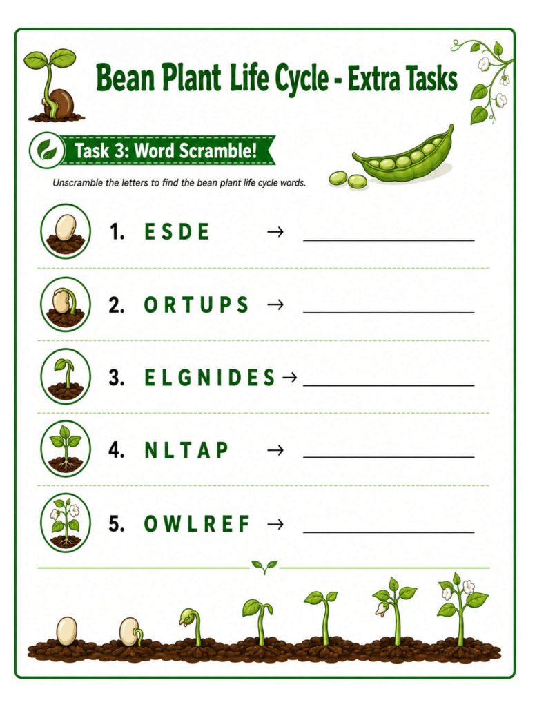 Bean life cycle vocabulary and word scramble activity for elementary science students in Grades 2β3.