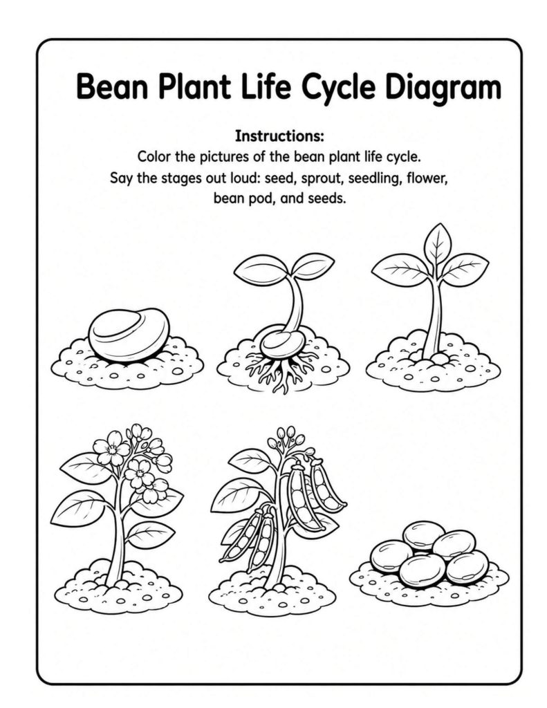 Black-and-white bean plant life cycle coloring diagram for teaching the stages in Grades 2β3.