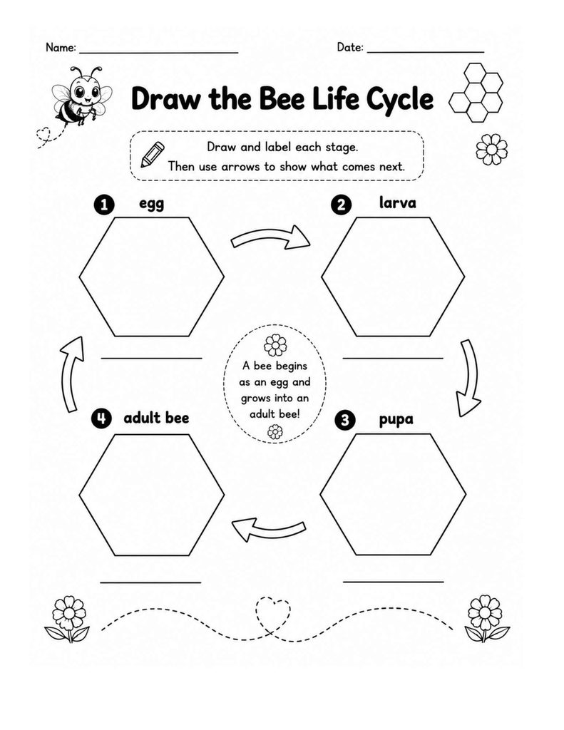 bee life cycle worksheet