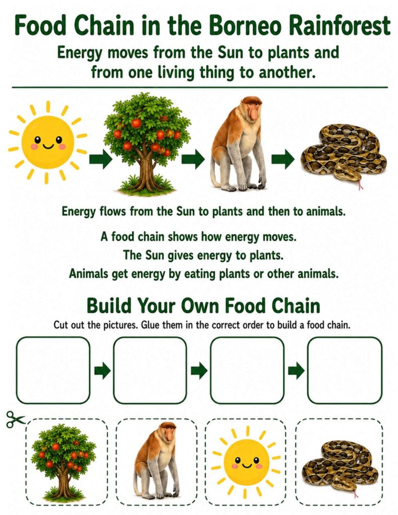 An educational worksheet titled "Food Chain in the Borneo Rainforest" illustrating how energy moves from the Sun to a fruit tree, then to a proboscis monkey, and finally to a reticulated python using green arrows. The bottom half contains a "Build Your Own Food Chain" activity with four empty cut-and-paste boxes and four dotted cutout cards at the very bottom featuring the same elements.