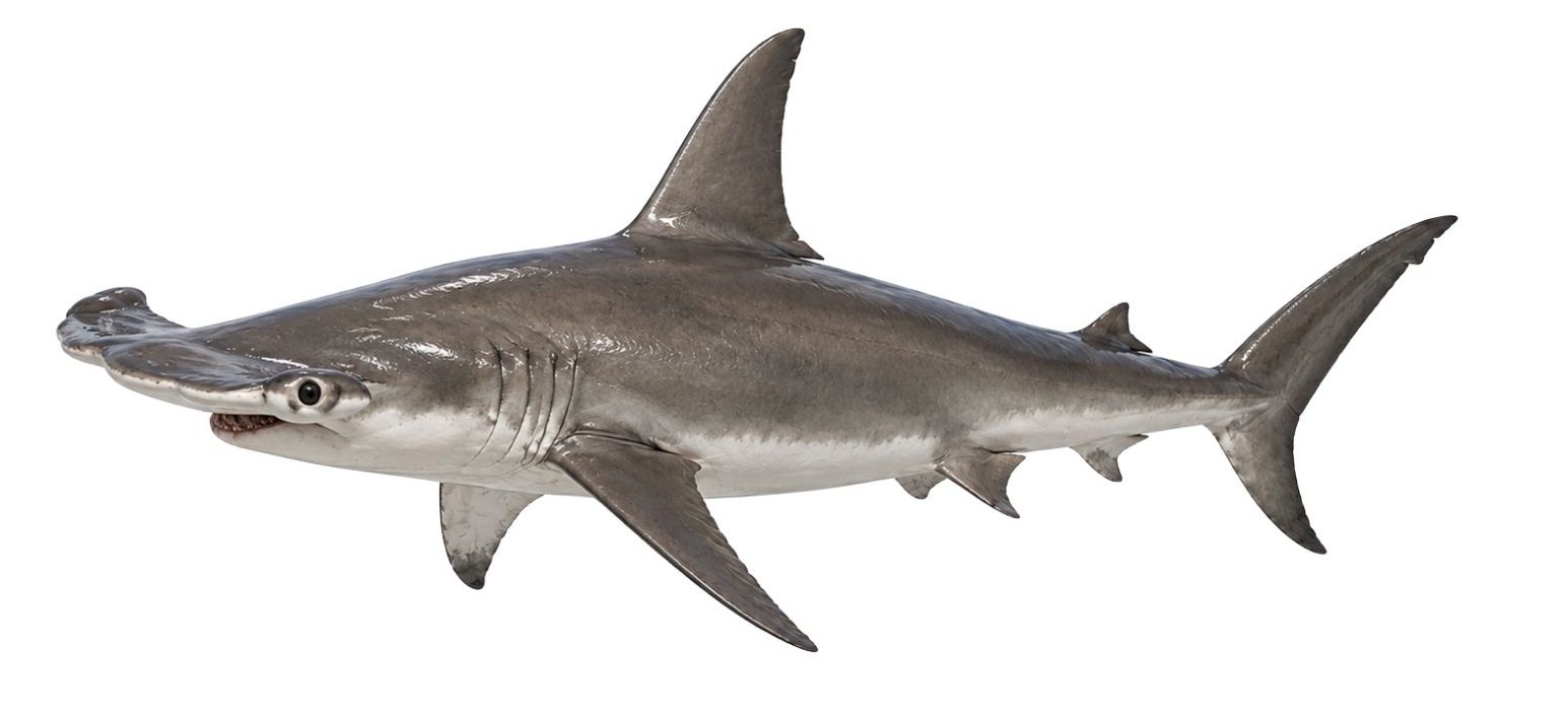 The great hammerheadRealistic shark images used for elementary science activities about adaptations, habitats, anatomy, and classification for Grades 2–4