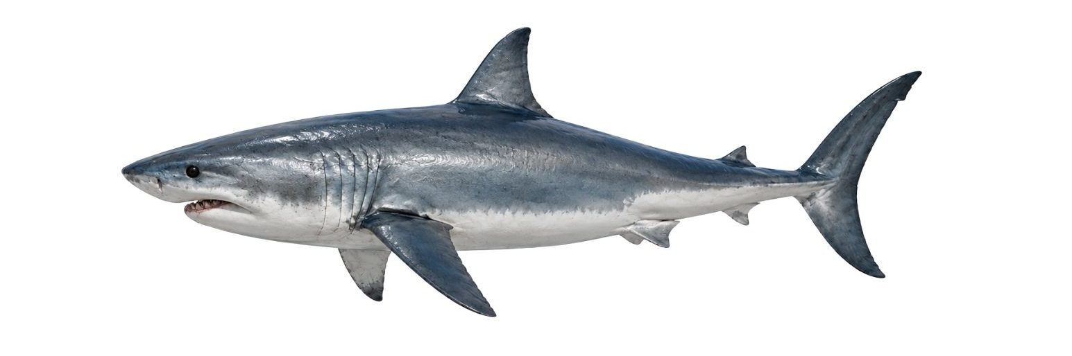 The shortfin mako is one of the fastest sharks in the ocean. Realistic shark images used for elementary science activities about adaptations, habitats, anatomy, and classification for Grades 2–4