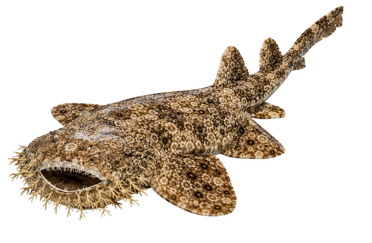 The tasselled wobbegong Realistic shark images used for elementary science activities about adaptations, habitats, anatomy, and classification for Grades 2–4