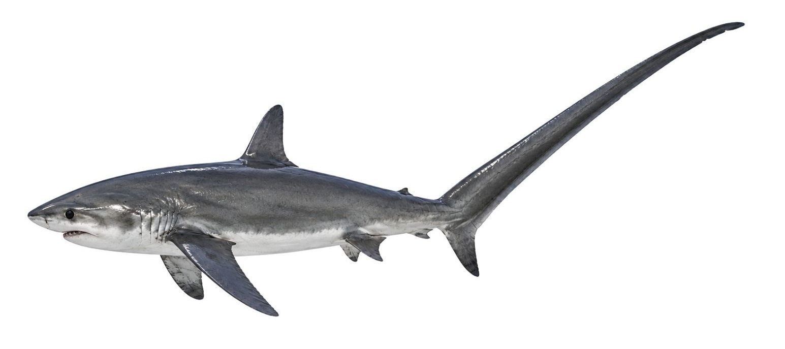 Thresher shark-TRealistic shark images used for elementary science activities about adaptations, habitats, anatomy, and classification for Grades 2–4