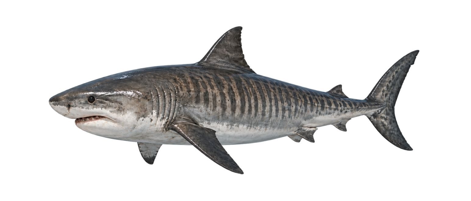 Tiger sharks Realistic shark images used for elementary science activities about adaptations, habitats, anatomy, and classification for Grades 2–4
