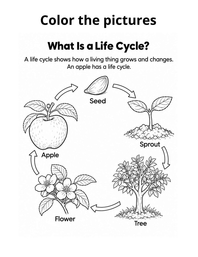 Black-and-white apple life cycle coloring worksheet for kids showing seed, sprout, tree, flower, and apple stages.