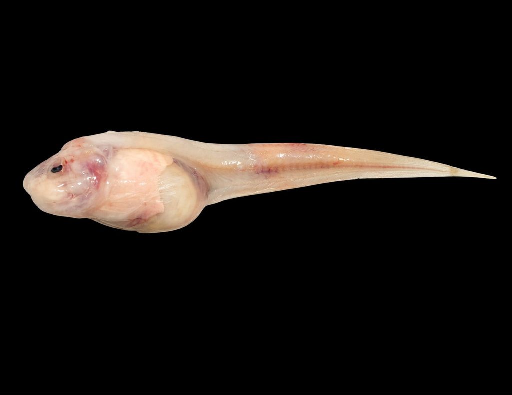 Photorealistic snailfish illustration showing a pale, translucent body, rounded head, small eye, and long tapering tail.