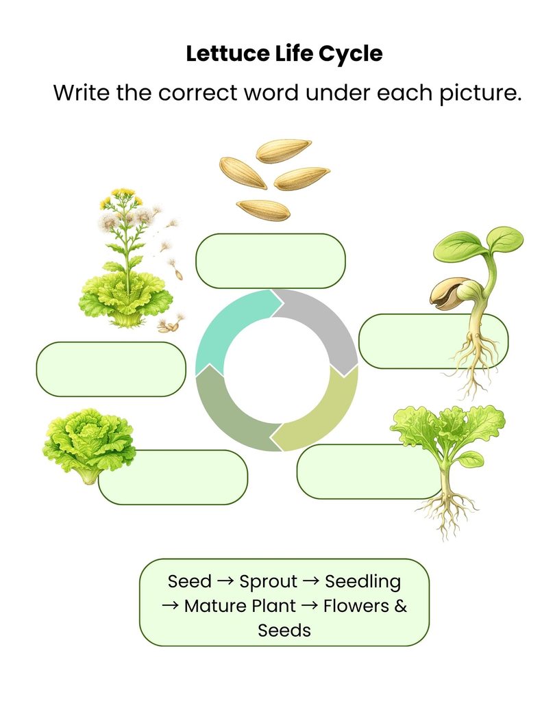 Printable lettuce life cycle worksheet with a circular diagram, blank labels, and a word bank for each growth stage from seed to flowers and seeds.