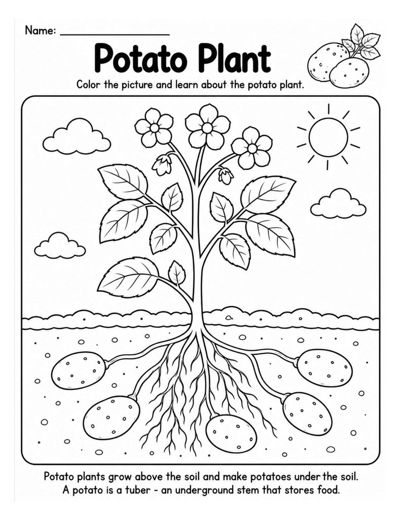 Potato plant showing underground tubers growing below the soil